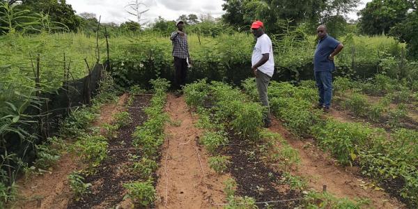 On-farm assessment of BIMs in a vegetable plot, Senegal © P. Fernandes, CIRAD